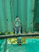 Delio Orjuela, un guardi&aacute;n de la biodiversidad en Cali