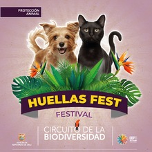 Huellas Fest: un encuentro por el bienestar animal en Cali