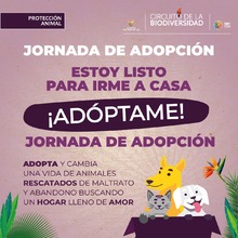 Huellas Fest: un encuentro por el bienestar animal en Cali