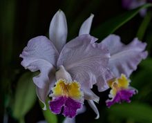 En 2024 &lsquo;Caliorqu&iacute;deas&rsquo; llega a su versi&oacute;n 48: referente cale&ntilde;o en  conservaci&oacute;n de la biodiversidad