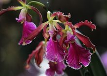 En 2024 &lsquo;Caliorqu&iacute;deas&rsquo; llega a su versi&oacute;n 48: referente cale&ntilde;o en  conservaci&oacute;n de la biodiversidad