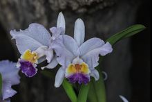 En 2024 &lsquo;Caliorqu&iacute;deas&rsquo; llega a su versi&oacute;n 48: referente cale&ntilde;o en  conservaci&oacute;n de la biodiversidad