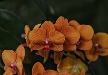 En 2024 &lsquo;Caliorqu&iacute;deas&rsquo; llega a su versi&oacute;n 48: referente cale&ntilde;o en  conservaci&oacute;n de la biodiversidad