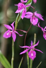 En 2024 &lsquo;Caliorqu&iacute;deas&rsquo; llega a su versi&oacute;n 48: referente cale&ntilde;o en  conservaci&oacute;n de la biodiversidad