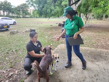 Alcald&iacute;a de Cali avanza con la campa&ntilde;a &lsquo;Yo cuido y mantengo mi parque limpio&rsquo;, para la correcta disposici&oacute;n de excrementos de mascotas