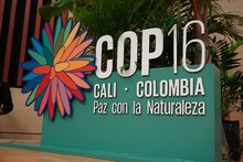 En el cierre de la COP16, Cali vivi&oacute; el &lsquo;Foro Deporte y Medio Ambiente&rsquo;