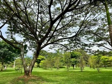 La Red de Bosques Urbanos del Dagma fue destacada a nivel mundial