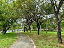 La Red de Bosques Urbanos del Dagma fue destacada a nivel mundial