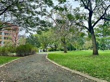 La Red de Bosques Urbanos del Dagma fue destacada a nivel mundial