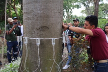 Cuadrilla Arb&oacute;rea del Dagma es capacitada en el uso de tomograf&iacute;a s&oacute;nica