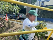 Cali florece: &lsquo;Promotores Mi Cali Bella&rsquo; inician jornada de embellecimiento en la calle 13 entre carreras 50 y 56