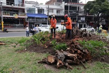 Avanza la recuperaci&oacute;n del Parque del Perro: Dagma supervisa la extracci&oacute;n de un gigantesco toc&oacute;n