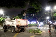 Cuadrilla de Emergencias Arb&oacute;reas del Dagma realiz&oacute; poda de samanes notables en Ciudad Jard&iacute;n