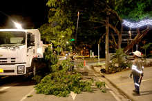 Cuadrilla de Emergencias Arb&oacute;reas del Dagma realiz&oacute; poda de samanes notables en Ciudad Jard&iacute;n