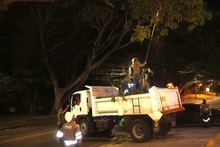 Cuadrilla de Emergencias Arb&oacute;reas del Dagma realiz&oacute; poda de samanes notables en Ciudad Jard&iacute;n