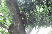 Ocho vidas silvestres regresan a la libertad en Cali 