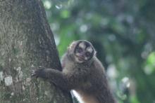 Ocho vidas silvestres regresan a la libertad en Cali 