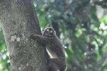 Ocho vidas silvestres regresan a la libertad en Cali 