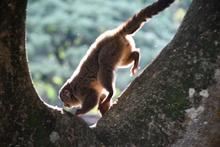 Ocho vidas silvestres regresan a la libertad en Cali 