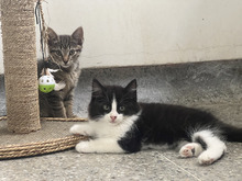 Un nuevo integrante en casa: consejos esenciales para la llegada de perros y gatos