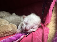 Un nuevo integrante en casa: consejos esenciales para la llegada de perros y gatos