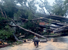 Vientos fuertes de este s&aacute;bado provocaron 12 incidentes con &aacute;rboles, que est&aacute;n siendo atendidos por el Dagma