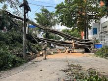 Con pericia, destreza y trabajo en equipo, se recuperan los sectores de  Cali afectados por la ca&iacute;da de &aacute;rboles