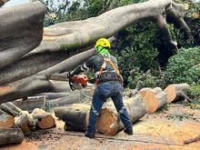 Con pericia, destreza y trabajo en equipo, se recuperan los sectores de  Cali afectados por la ca&iacute;da de &aacute;rboles