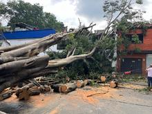 Con pericia, destreza y trabajo en equipo, se recuperan los sectores de  Cali afectados por la ca&iacute;da de &aacute;rboles