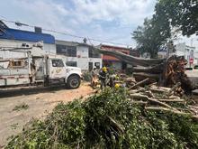 Con pericia, destreza y trabajo en equipo, se recuperan los sectores de  Cali afectados por la ca&iacute;da de &aacute;rboles