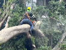 Con pericia, destreza y trabajo en equipo, se recuperan los sectores de  Cali afectados por la ca&iacute;da de &aacute;rboles