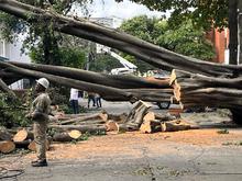 Con pericia, destreza y trabajo en equipo, se recuperan los sectores de  Cali afectados por la ca&iacute;da de &aacute;rboles