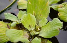 Los &lsquo;Vientos de Libertad&rsquo; de un guardi&aacute;n del jarill&oacute;n que aprendi&oacute; a  vivir, amar y proteger el r&iacute;o Cauca