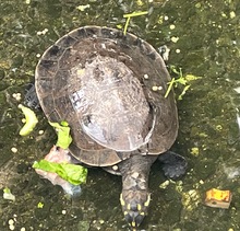 Tortuga liberacion 
