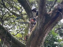 El Plan &lsquo;Distrito m&aacute;s Verde&rsquo; llevar&aacute; toda la oferta institucional del Dagma al sector Altos de Santa Elena