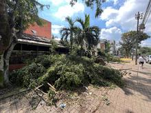 Dagma atiende emergencias por volcamiento de &aacute;rboles en Cali