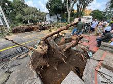 Dagma atiende emergencias por volcamiento de &aacute;rboles en Cali