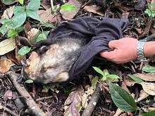 En el &lsquo;D&iacute;a Mundial de la Vida Silvestre&rsquo;, Dagma lidera jornada de liberaci&oacute;n de animales en Pance 