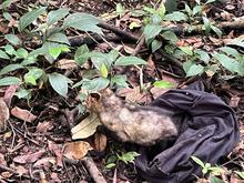 En el &lsquo;D&iacute;a Mundial de la Vida Silvestre&rsquo;, Dagma lidera jornada de liberaci&oacute;n de animales en Pance 