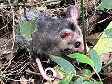 En el &lsquo;D&iacute;a Mundial de la Vida Silvestre&rsquo;, Dagma lidera jornada de liberaci&oacute;n de animales en Pance 