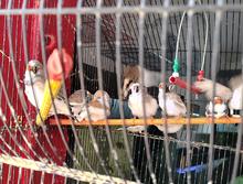 Dagma y Polic&iacute;a Ambiental realizan visitas de inspecci&oacute;n y control al  tr&aacute;fico de fauna