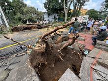El Dagma vela por la conservaci&oacute;n del arbolado cale&ntilde;o durante la temporada de lluvias