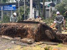 El Dagma vela por la conservaci&oacute;n del arbolado cale&ntilde;o durante la temporada de lluvias