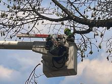 En lo corrido de 2025 se han recuperado m&aacute;s de 1000 &aacute;rboles en Cali: el Dagma lidera un plan estrat&eacute;gico de mantenimiento arb&oacute;reo