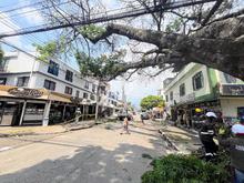 En lo corrido de 2025 se han recuperado m&aacute;s de 1000 &aacute;rboles en Cali: el Dagma lidera un plan estrat&eacute;gico de mantenimiento arb&oacute;reo