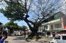 En lo corrido de 2025 se han recuperado m&aacute;s de 1000 &aacute;rboles en Cali: el Dagma lidera un plan estrat&eacute;gico de mantenimiento arb&oacute;reo