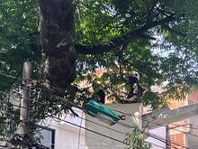 En lo corrido de 2025 se han recuperado m&aacute;s de 1000 &aacute;rboles en Cali: el Dagma lidera un plan estrat&eacute;gico de mantenimiento arb&oacute;reo