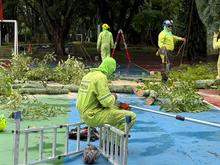 Cali fortalece la seguridad en sus parques con poda de &aacute;rboles y las cuadrillas de zonas verdes de Promo Valle