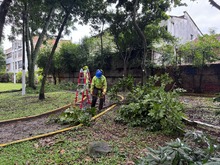 Cali fortalece la seguridad en sus parques con poda de &aacute;rboles y las cuadrillas de zonas verdes de Promo Valle