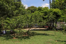 La ciudadan&iacute;a, apoyo vital para la gesti&oacute;n del Dagma en la protecci&oacute;n y  mantenimiento del arbolado de Cali